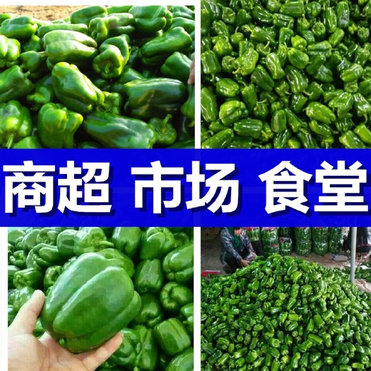 莘县【产地量大、价低】圆椒，太空椒，鲜辣椒，青椒大量上市
