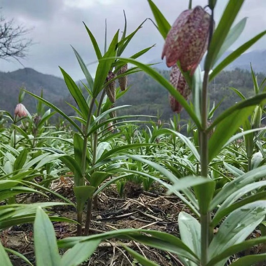 奉节花格贝母  贝母种球自家种植下单后现挖发货可药用可观赏