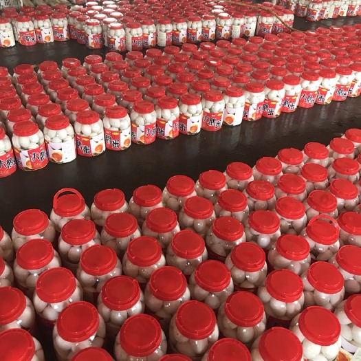安新县鲜鹅蛋  大鹅蛋，桶装蛋，大白蛋，农村特产