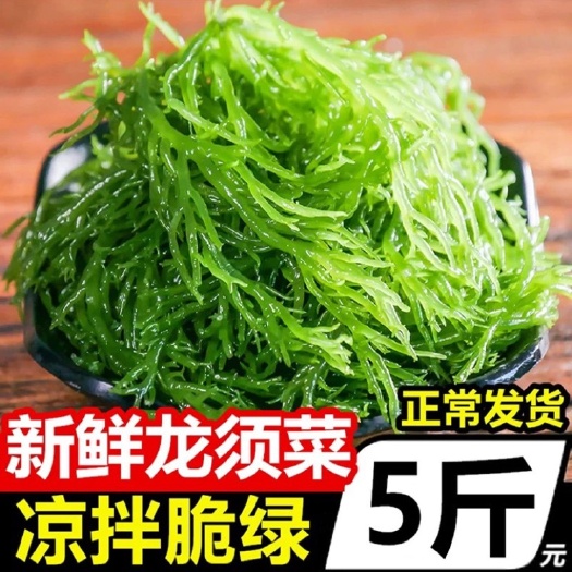【天然海藻海草5斤批发】福建龙须菜500克凉拌菜火锅菜美食