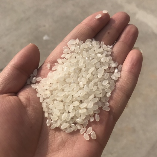 衢州圆粒大米 苏北香米