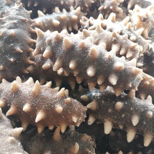 大连即食海参  深水海货即食刚刚冻好[勾引][勾引][勾引]