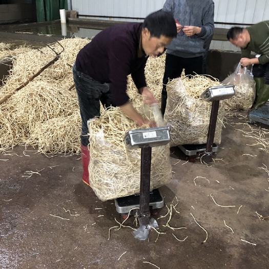 眉山鱼腥草根  四川高山鱼腥草原产地直销货源充足质量保证