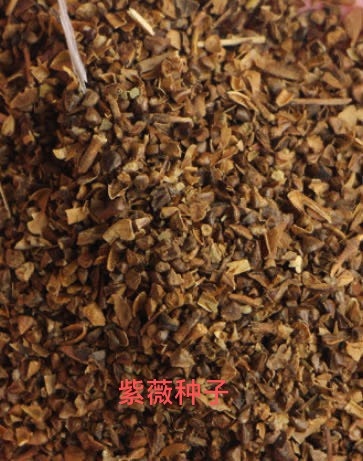 优质紫薇种子芽率高  基地批零全国发货