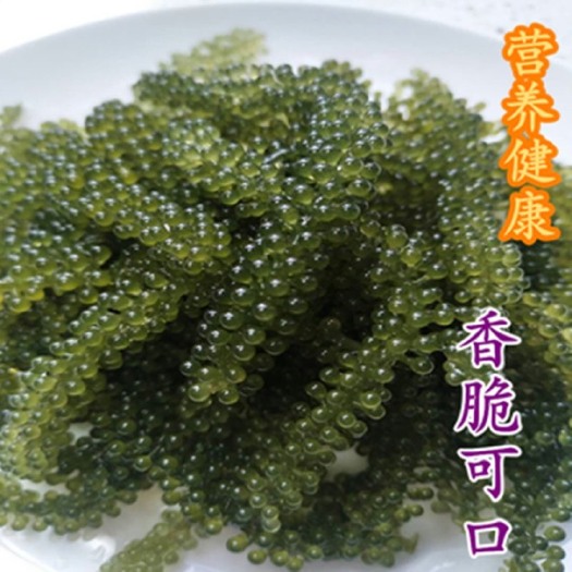 盐渍海葡萄100g新鲜活即食长寿菜海藻菜海菜裙带菜寿司绿色鱼