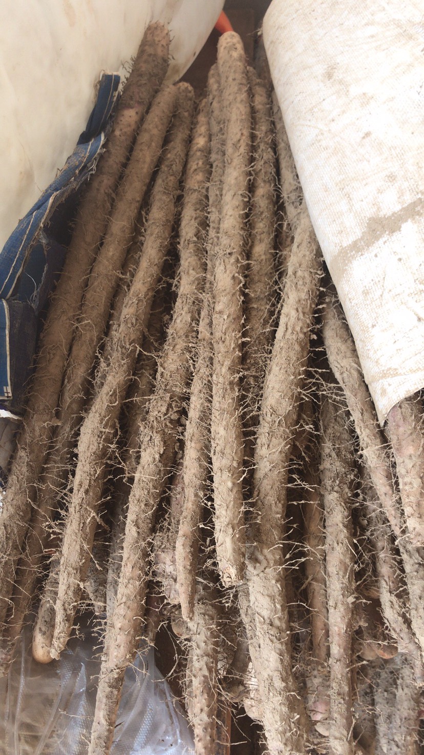 大量出售优质麻山药棒药 有条形有长度有粗度价格公道价格有保障