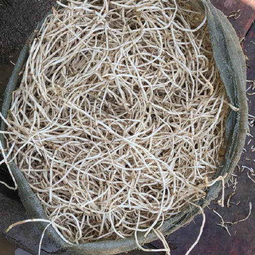长顺县白茎鱼腥草 鱼腥草