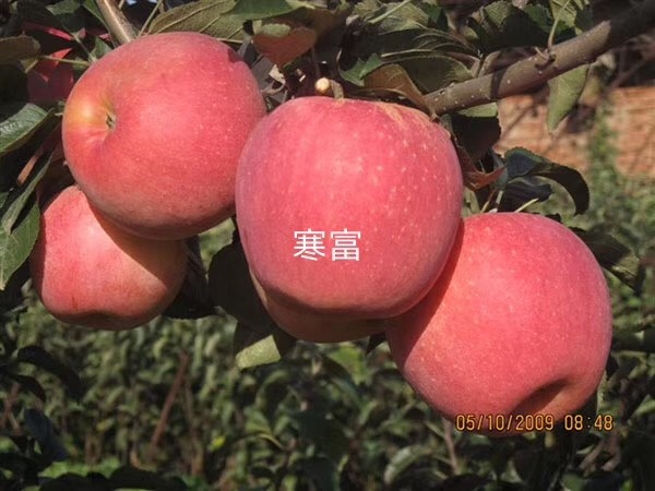 辛集市寒富苹果树苗 寒富苹果苗