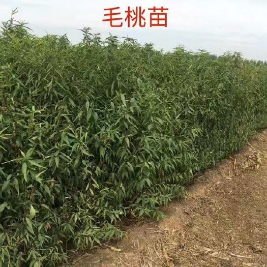 辛集市毛桃苗