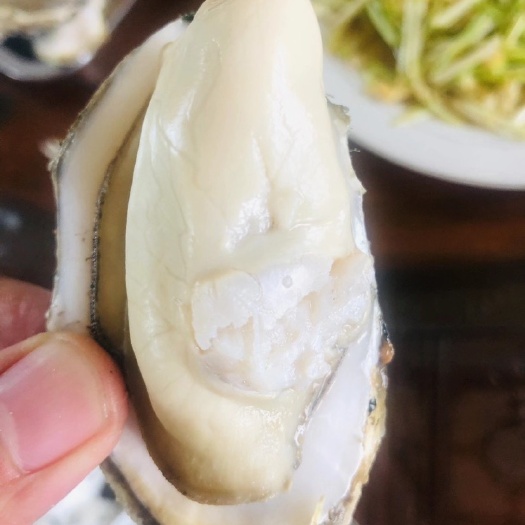 乳山市三倍体生蚝  酒店烧烤店专用生蚝，三倍体乳山生蚝，精品刺身蚝