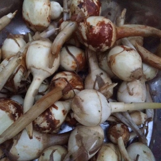 宝应县 慈菇大中小都有货