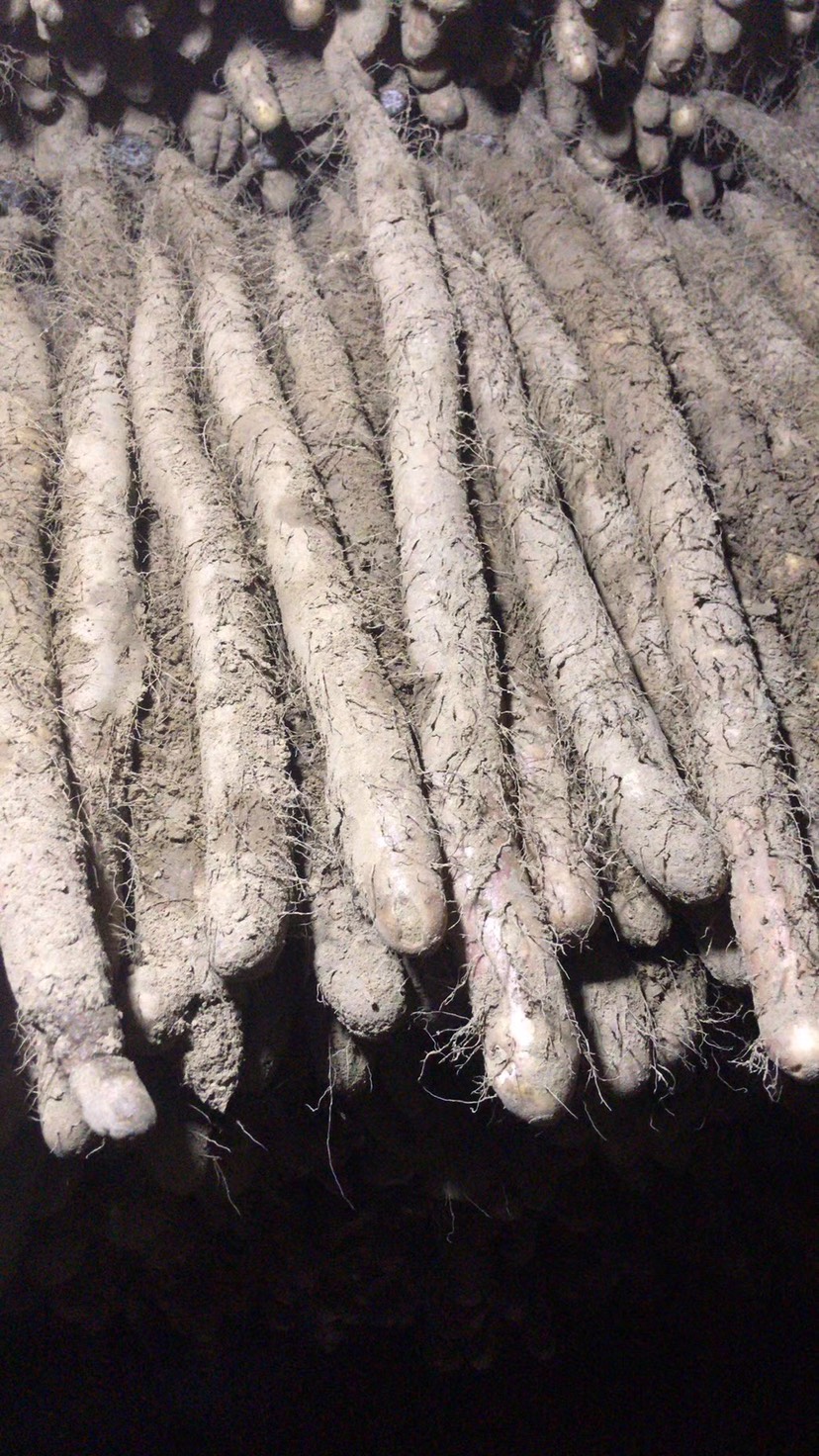 大量出售优质麻山药棒药 有条形有长度有粗度价格公道价格有保障