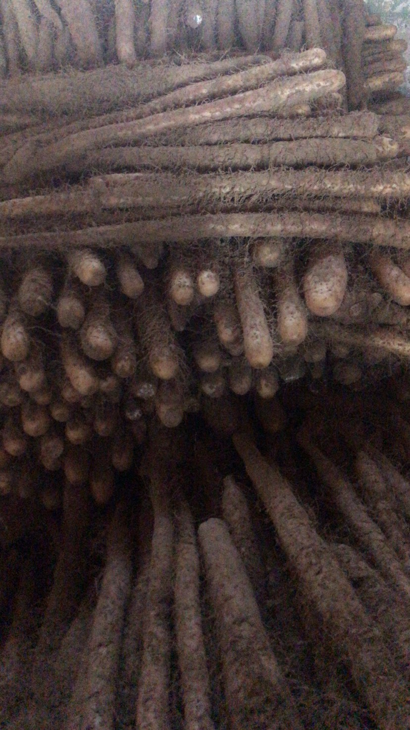 大量出售优质麻山药棒药 有条形有长度有粗度价格公道价格有保障