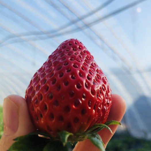 北京【小汤山】红颜草莓正在招稳定合作平台价格可议