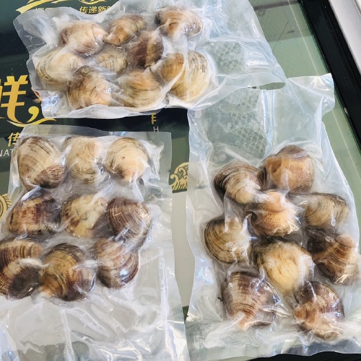 东港市海鲜贝类  美洲蛤