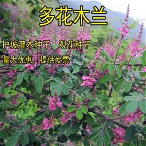 沭阳县护坡专用草籽多花木兰种子抗旱耐寒耐瘠薄四季可播