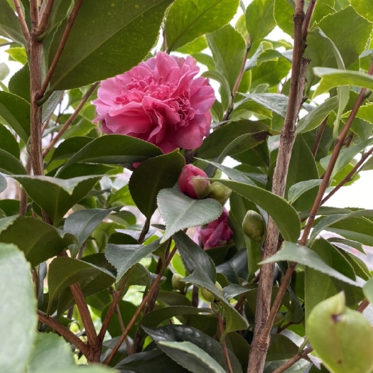 丰城市茶花树 观赏 绿化