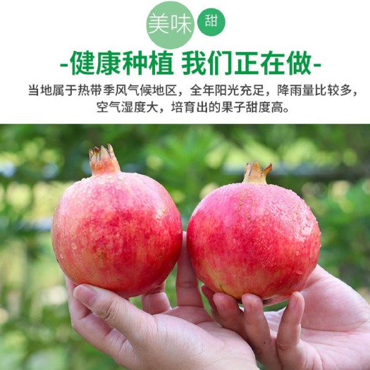 北海【32.8抢5斤】软籽石榴红石榴现摘现发新鲜包邮 