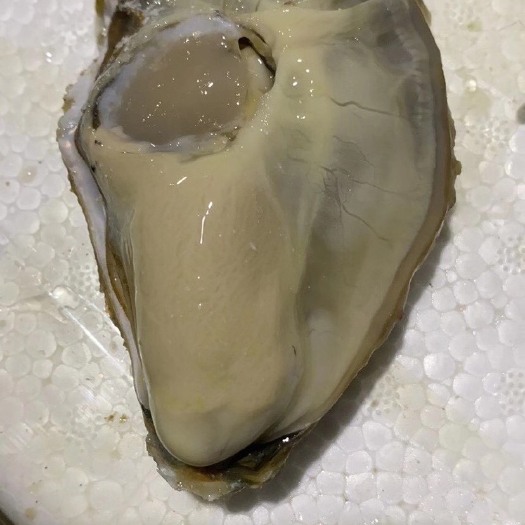 乳山市威海牡蛎 海水 1-2两/只 2-3两/只 3-4两/只 4-5两/只 5-6两/只 鲜活水产 