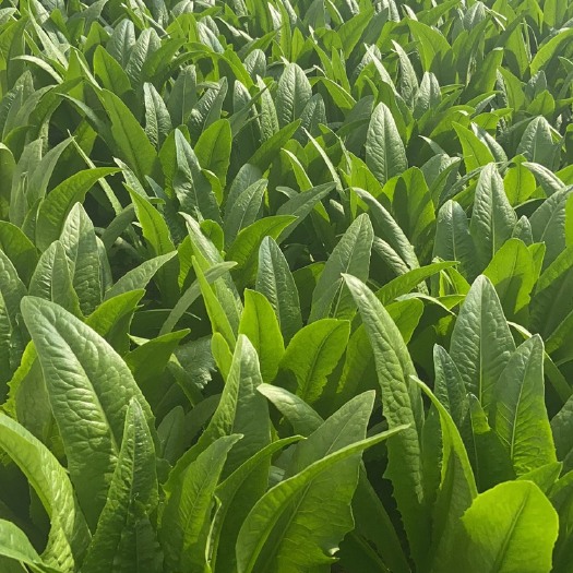 嵩明县纯香油麦菜 25~30cm 