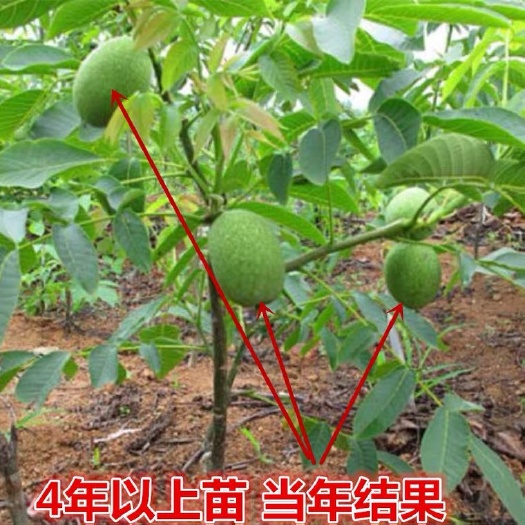盘州市红核桃苗  紫皮薄皮四年生核桃苗