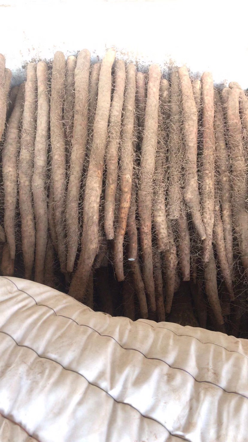 大量出售优质麻山药棒药 有条形有长度有粗度价格公道价格有保障