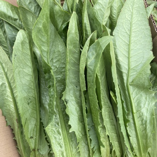 嵩明县青油麦 油麦菜
