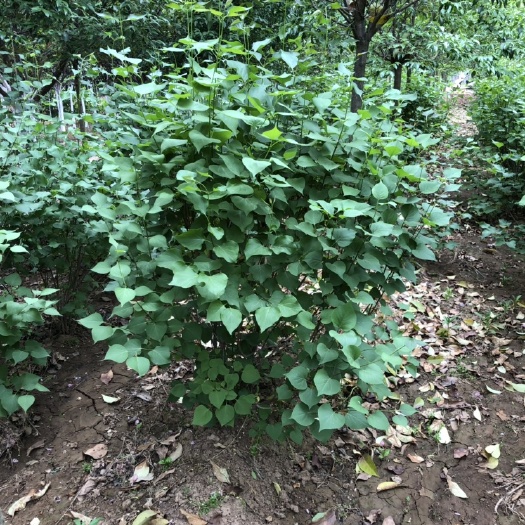 周至县1-1.5米冠幅丛生紫丁香
