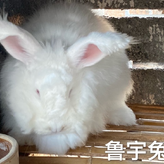 嘉祥县 长毛兔种兔