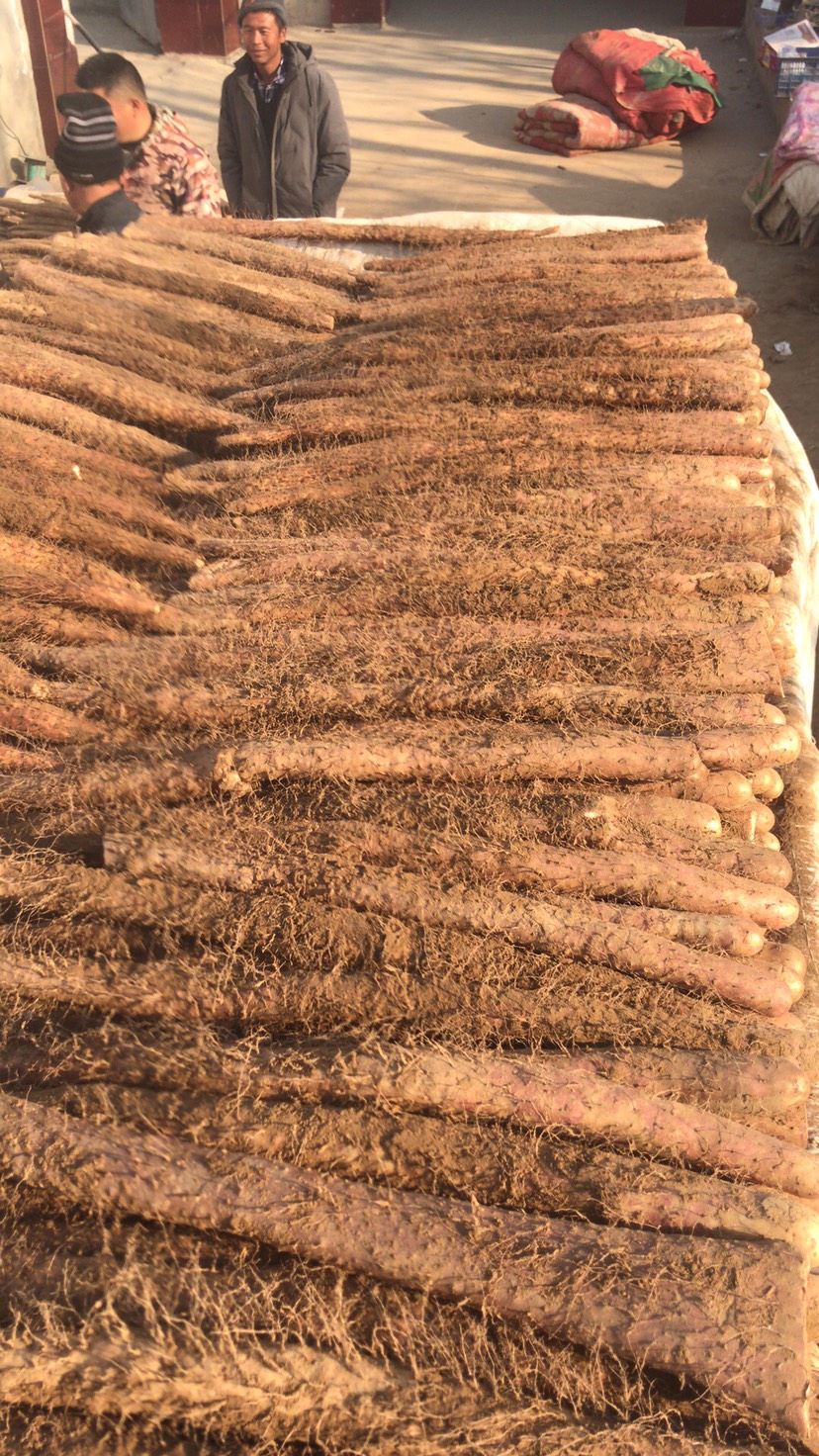 大量出售优质麻山药棒药 有条形有长度有粗度价格公道价格有保障
