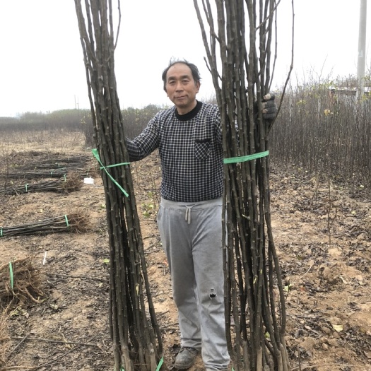 武陟县翠玉梨苗 梨树苗