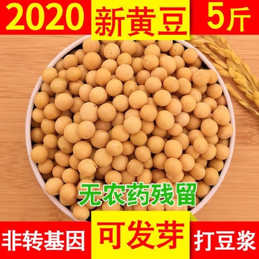 哈尔滨新鲜东北笨土黄豆2斤散装农家非转基因大豆子豆浆生豆芽小粒5斤
