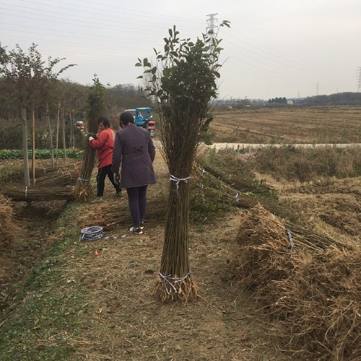 常州小叶朴 地径一公分左右、高度1.5左右