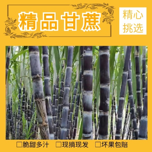大田县三明黑皮甘蔗现砍现发脆甜多汁