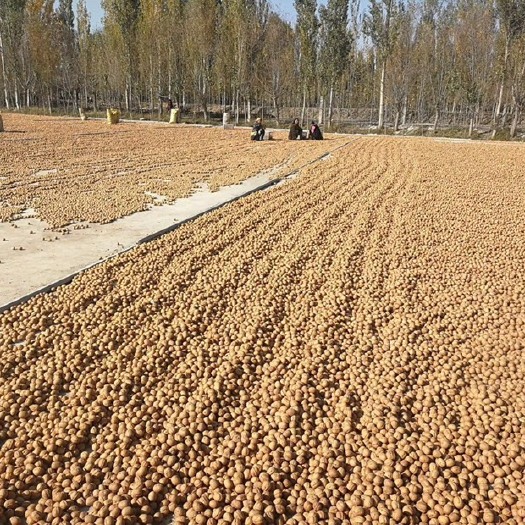 西安 疆185核桃核桃基地新货批发供应直销30mm以上
