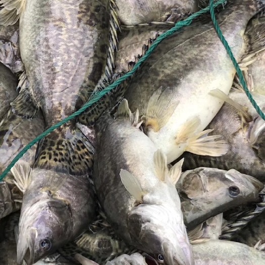 湖州鳜鱼  淡水鳜花鱼，钓鱼场，长年供应，质量保证