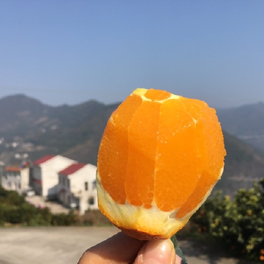 秭归县长虹脐橙  现摘现发，果香浓郁，肉质鲜嫩，汁水充分