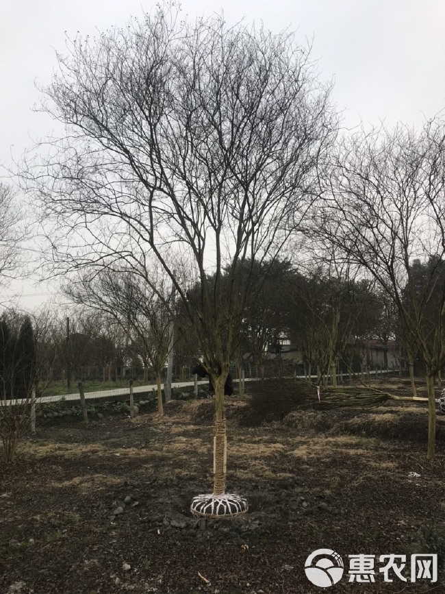 四川红花紫薇基地成都高杆红花紫薇基地