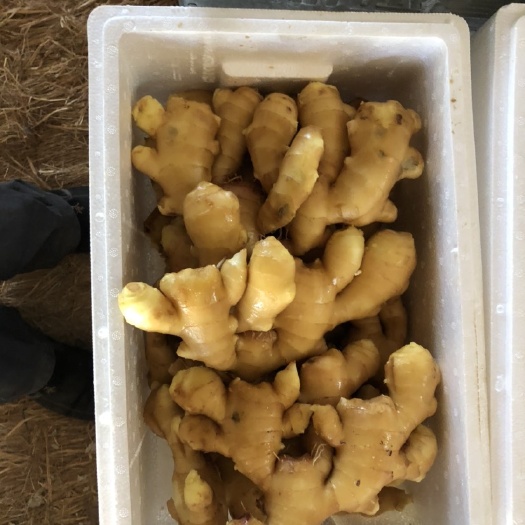 秦皇岛面姜  抚宁精品大姜