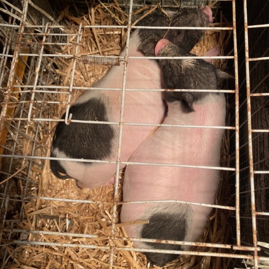 自家养殖巴马小香猪黑贝猪香猪巴西猪母只能发宠物托运到县城自取