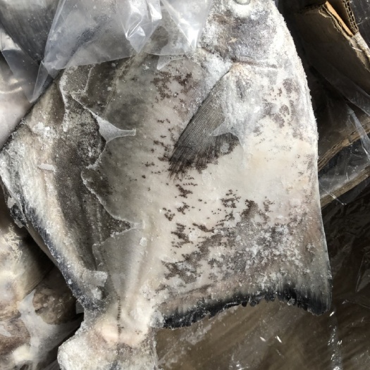 斗鲳