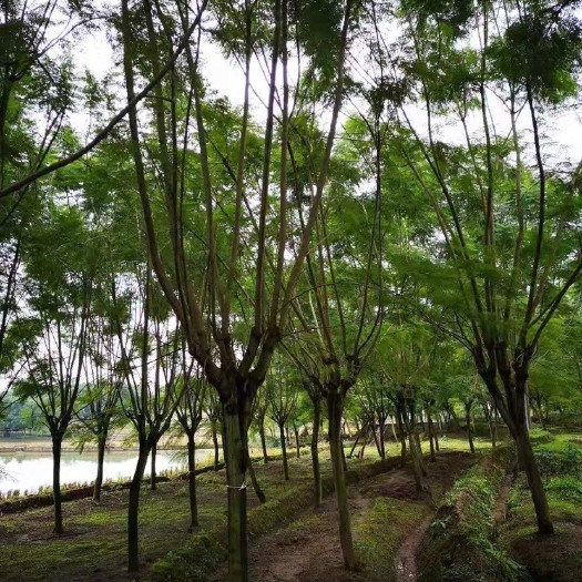 四川成都蓝花楹基地16公分