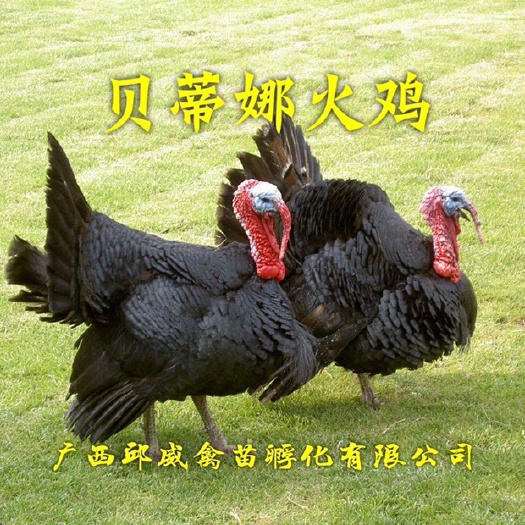 南宁火鸡苗优选-包打疫苗 技术提供