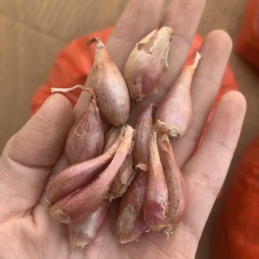 玉林小葱 小香葱火葱可种植 基地直达 农家自种 量大价优