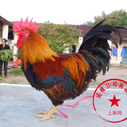 南宁优选清远麻鸡苗-包打疫苗 技术提供