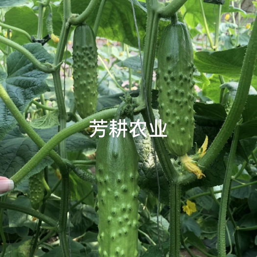 黄瓜种子 旱黄瓜种子 水果黄瓜种子 德瑞特 乾德 科润