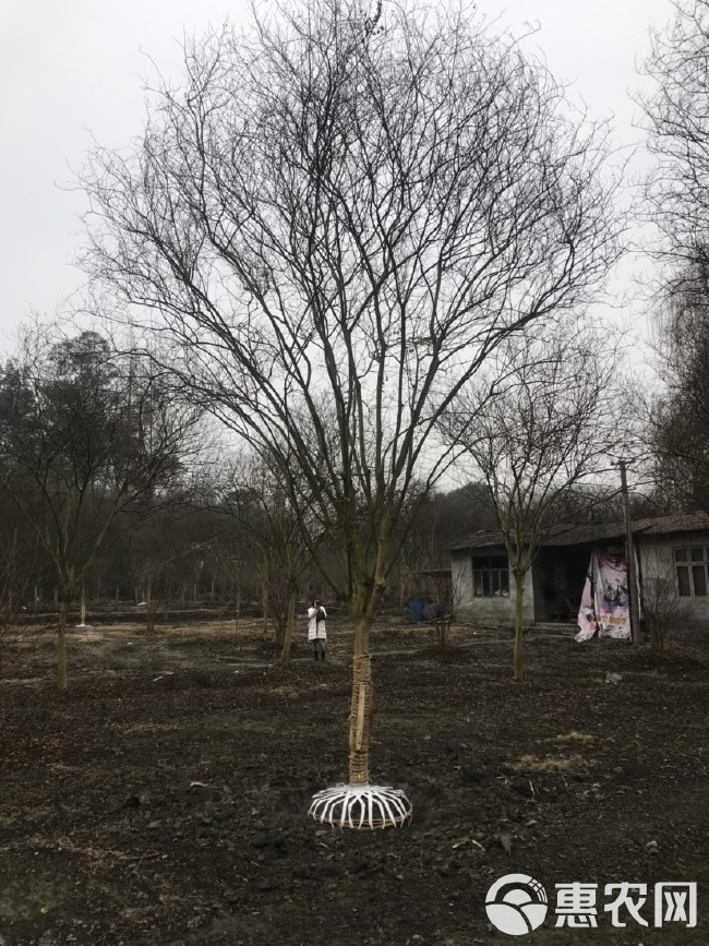 四川红花紫薇基地成都高杆红花紫薇基地