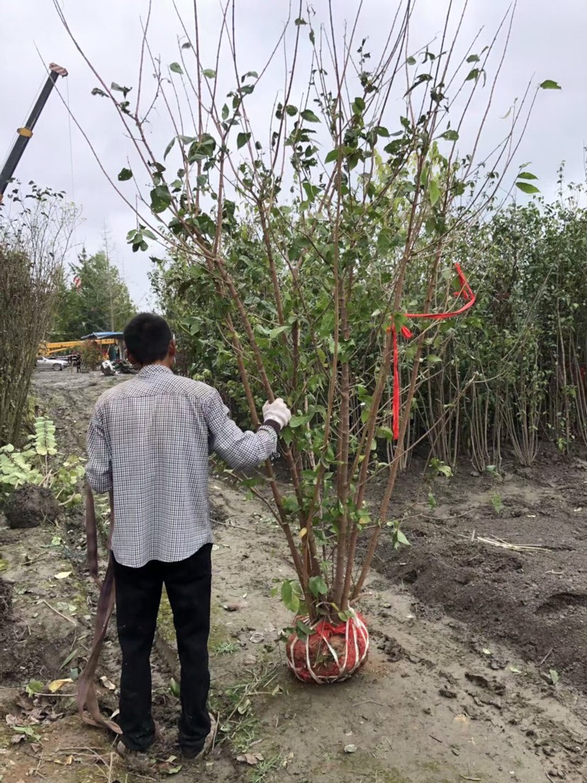成都原生腊梅 四川成都腊梅种植基地