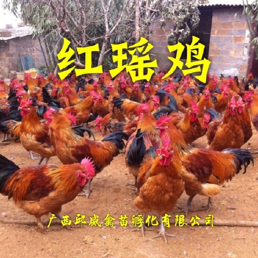 南宁青脚土鸡苗  优质红瑶鸡苗-品种保证 包打疫苗 运技术提供