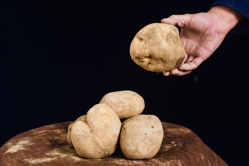 互助土族自治县青薯10号 土豆，好吃不贵，畅销，自家种植